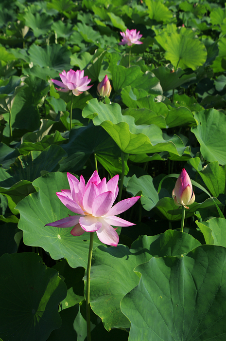 晴天のハス(城陽・花の小径) 前編_f0155048_18111381.jpg