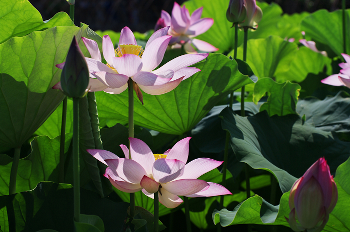 晴天のハス(城陽・花の小径) 前編_f0155048_18112525.jpg