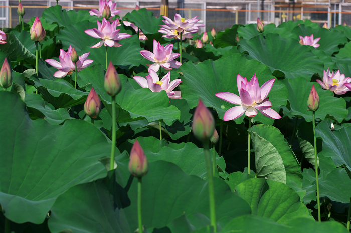 晴天のハス(城陽・花の小径) 前編_f0155048_18114075.jpg