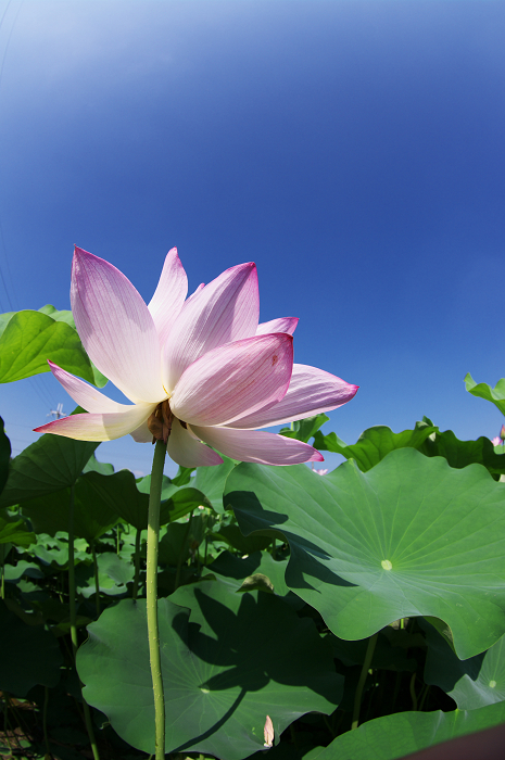 晴天のハス(城陽・花の小径) 前編_f0155048_18115150.jpg