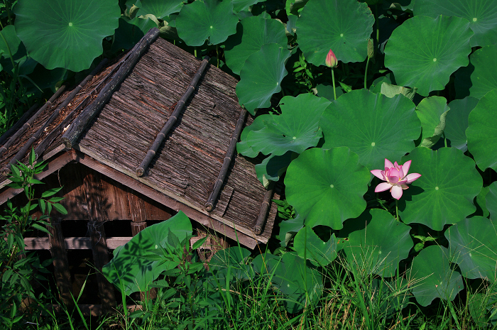 晴天のハス(城陽・花の小径) 前編_f0155048_1811527.jpg