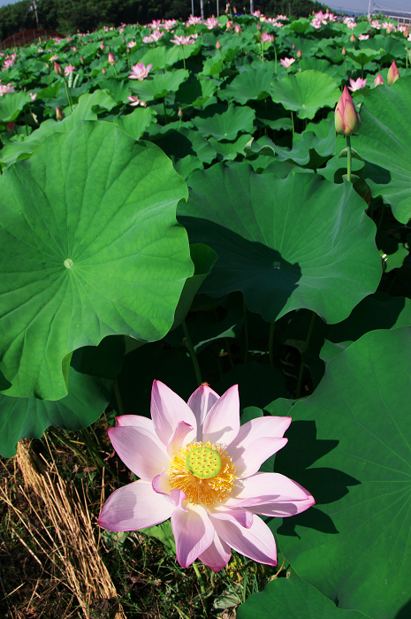 晴天のハス(城陽・花の小径) 前編_f0155048_18115693.jpg
