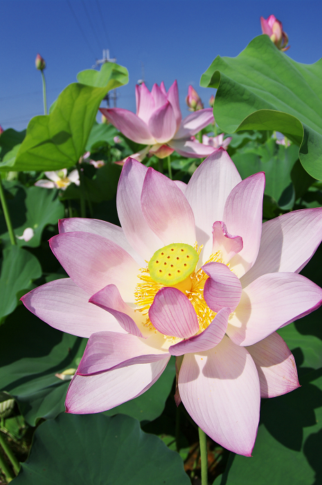 晴天のハス(城陽・花の小径) 前編_f0155048_18121522.jpg