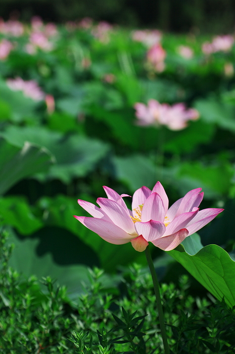 晴天のハス(城陽・花の小径) 前編_f0155048_18123632.jpg