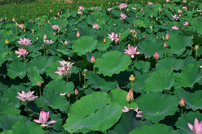 晴天のハス(城陽・花の小径) 前編_f0155048_18124859.jpg