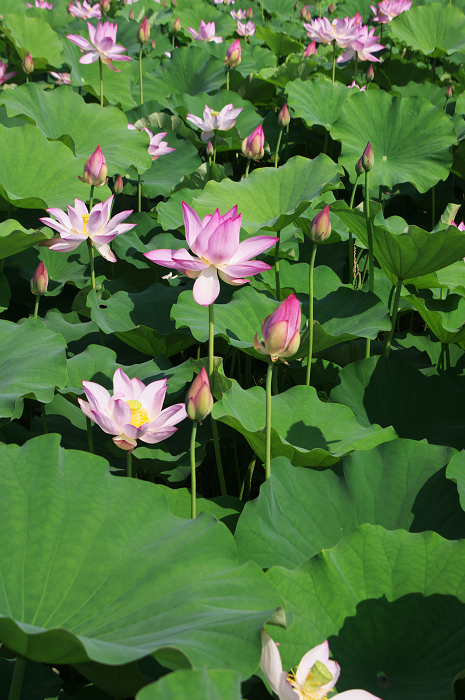 晴天のハス(城陽・花の小径) 前編_f0155048_1812668.jpg