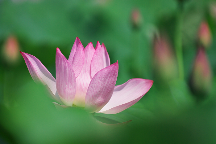 晴天のハス(城陽・花の小径) 前編_f0155048_1812983.jpg