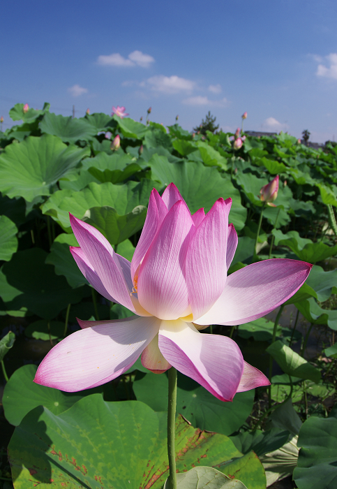 晴天のハス(城陽・花の小径) 前編_f0155048_18133360.jpg