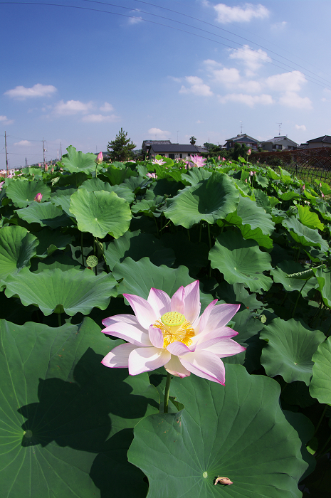 晴天のハス(城陽・花の小径) 前編_f0155048_1813373.jpg