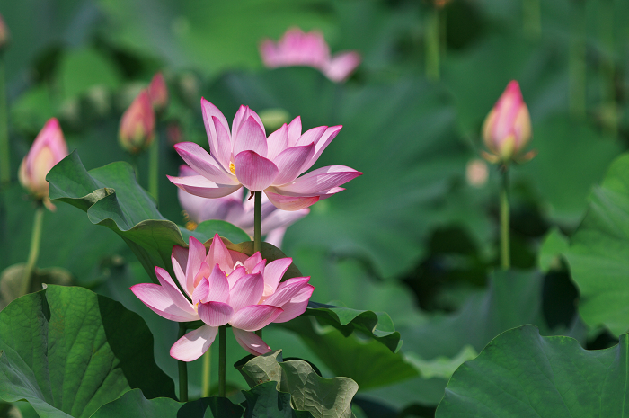 晴天のハス(城陽・花の小径) 前編_f0155048_18143216.jpg