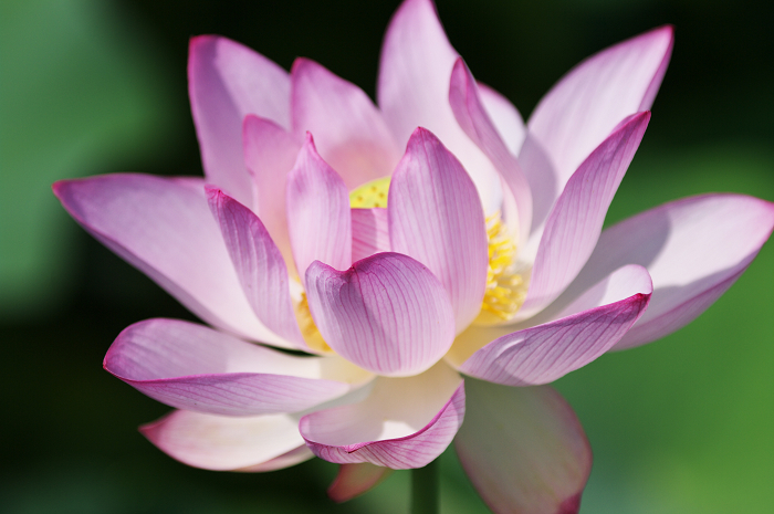 晴天のハス(城陽・花の小径) 前編_f0155048_1814453.jpg