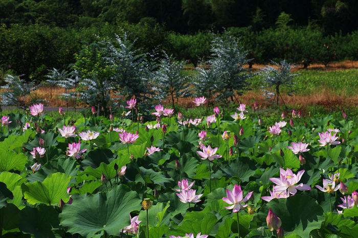 晴天のハス(城陽・花の小径) 前編_f0155048_18144577.jpg