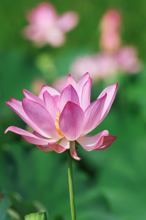 晴天のハス(城陽・花の小径) 前編_f0155048_1815445.jpg