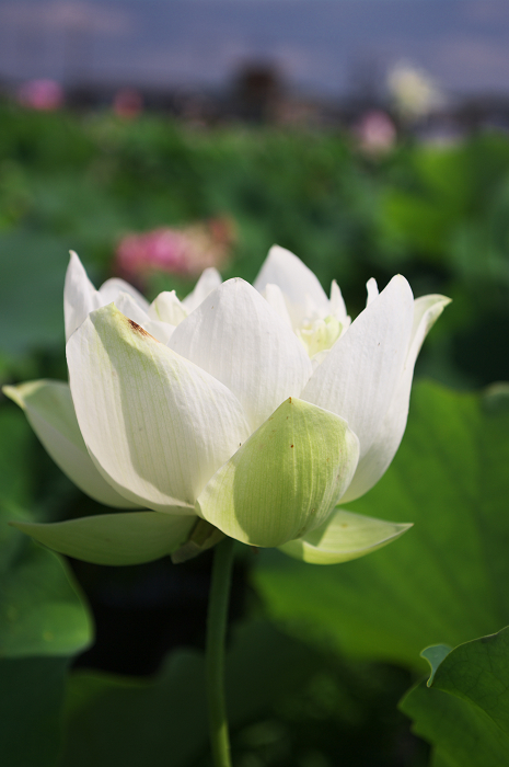 ハスいろいろ（城陽・花の小径）後編_f0155048_21462199.jpg