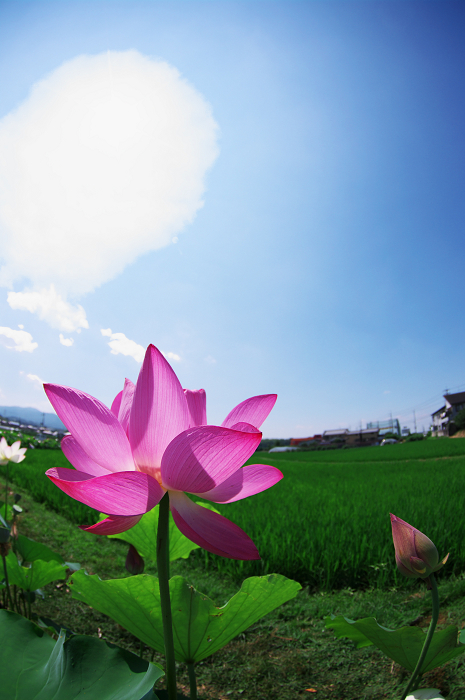 ハスいろいろ（城陽・花の小径）後編_f0155048_21473718.jpg