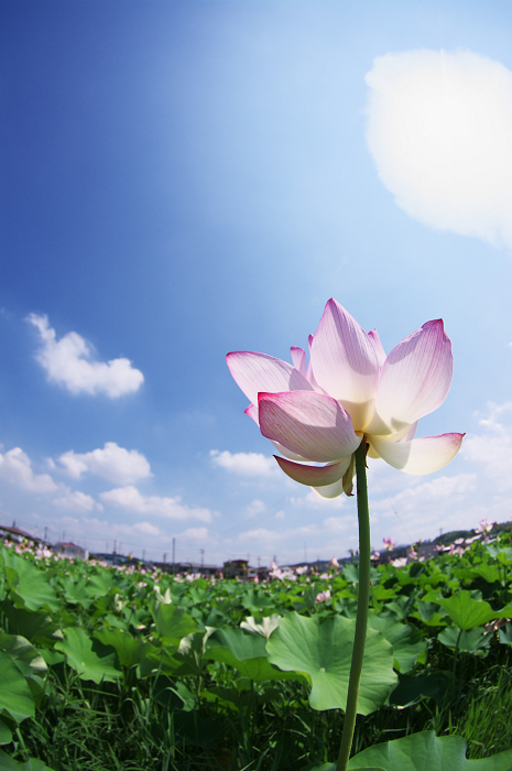 ハスいろいろ（城陽・花の小径）後編_f0155048_21484493.jpg