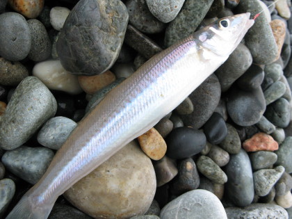 キス釣り 美しい鱚 富山県 朝日町 ひすい海岸 Akihiko Yamamoto キス釣り 美しい鱚 富山県 朝日町 ひすい海岸 Akihiko Yamamoto