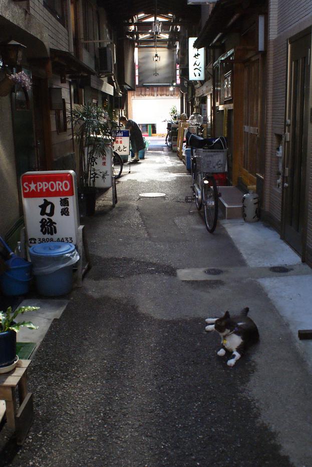 谷中の猫スポット探訪 その3 初音小路 たんぶーらんの戯言 谷中の猫スポット探訪 その3 初音小路 たんぶーらんの戯言