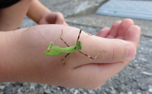 Baby mantis_c0157558_23464019.jpg