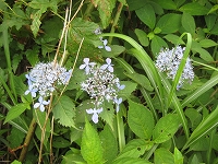 山あじさい～根子岳東登山口コースの清楚な山アジサイ_a0093965_21372420.jpg