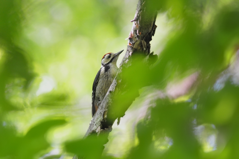 アカゲラ_f0053272_1240146.jpg