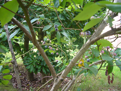 e0067674_10164558.jpg