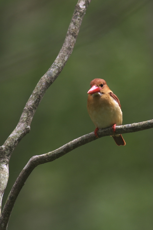 アカショウビンと仲間たち_c0096278_51491.jpg