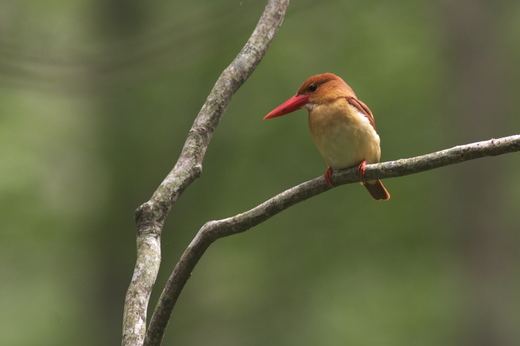 アカショウビン_c0096278_530037.jpg