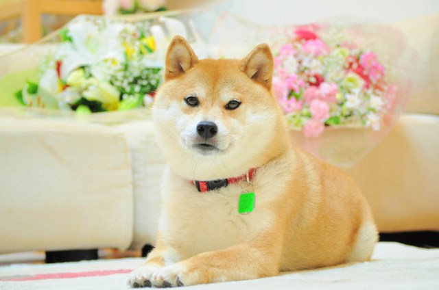 幸せかぼ父さん_a0126590_075169.jpg