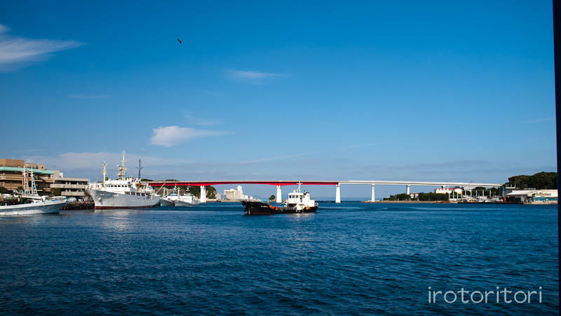 三浦半島　トビ　　2011/07/22_d0146592_00576.jpg