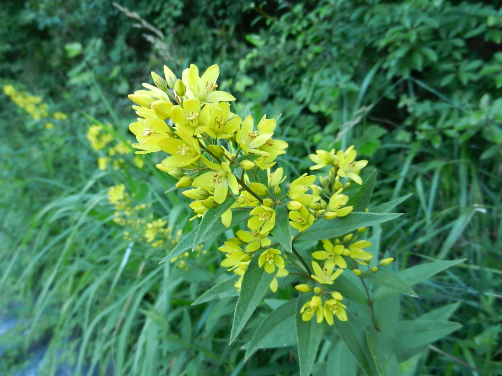 箱根金時山の花　vol．７２　大暑_e0024094_17192468.jpg