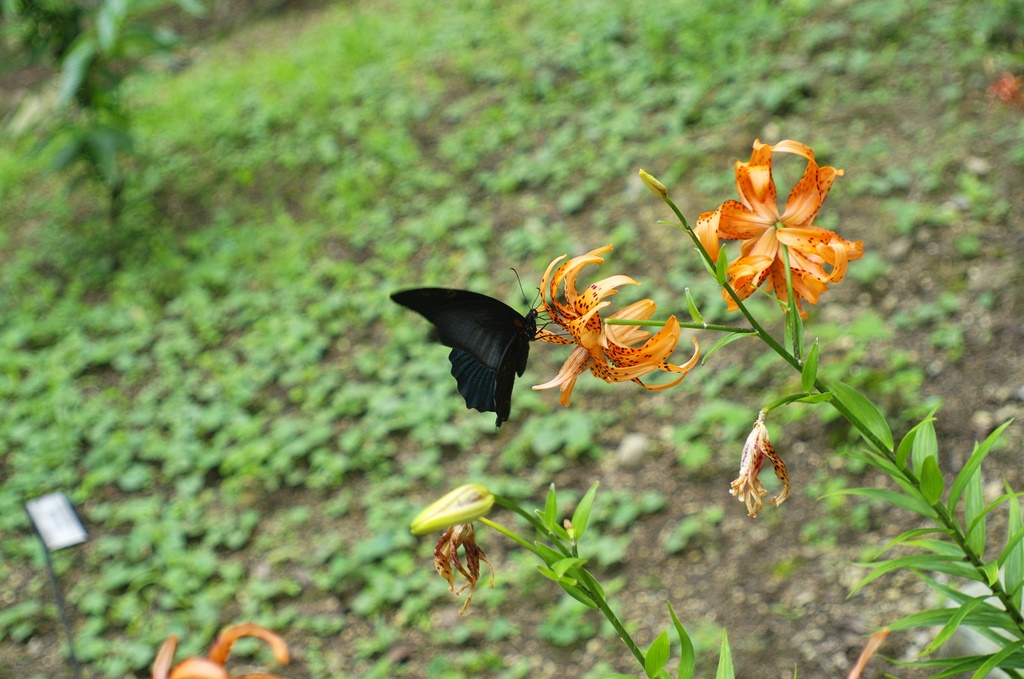 b0138101_2174543.jpg