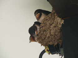 c0040702_17144495.jpg