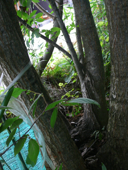 c0040702_17145716.jpg