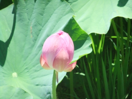 ♪虫送り～どぉ～ののおと～りだい！丸山千枚田で虫送り_d0154403_17144185.jpg