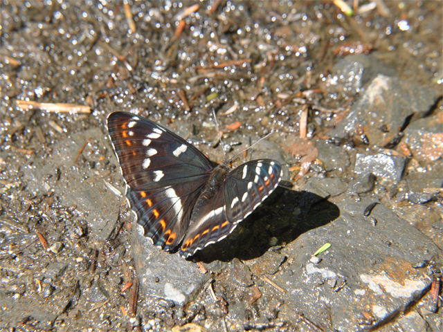 b0159904_21471040.jpg