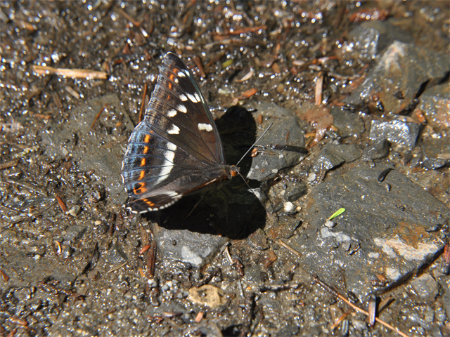 b0159904_2147238.jpg