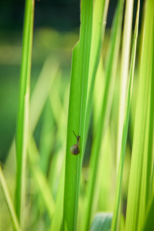 小さな生き物たち_d0176509_16493289.jpg