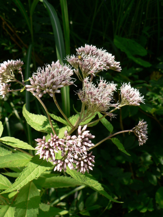 f0219710_1124854.jpg