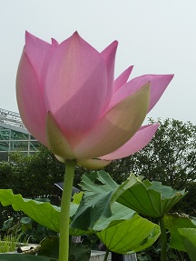 a0177314_23421739.jpg