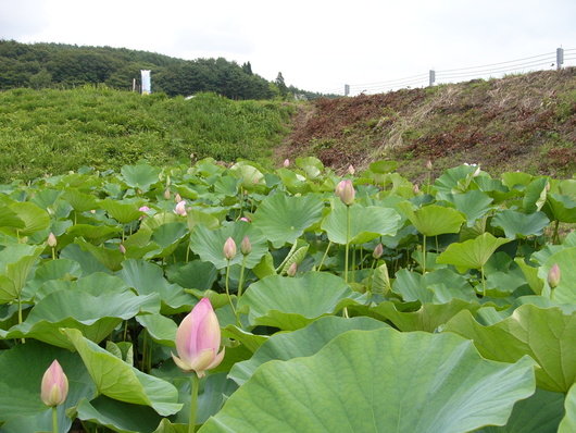 蓮の花　井戸尻遺跡公園（富士見町）_d0183417_22104384.jpg