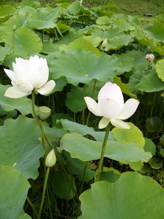 蓮の花　井戸尻遺跡公園（富士見町）_d0183417_2215460.jpg