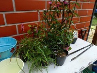 f0170524_23395314.jpg