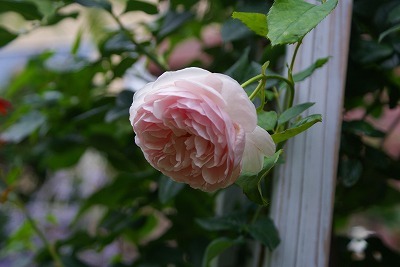 f0170524_23453974.jpg