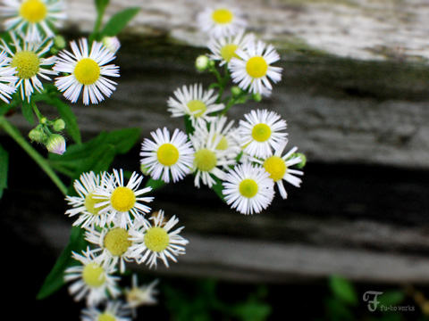2011北海道~3日目・小樽から美瑛_d0227246_21273575.jpg