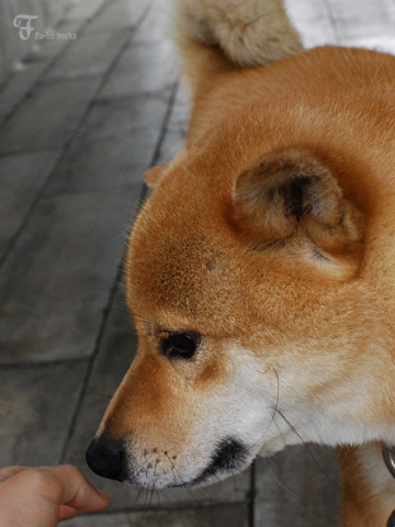 2011北海道~3日目・小樽から美瑛_d0227246_21283361.jpg