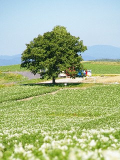 f0045846_16141178.jpg
