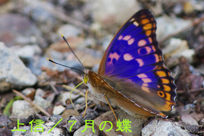 上信／7月の蝶 : 還暦からのネイチャーフォト
