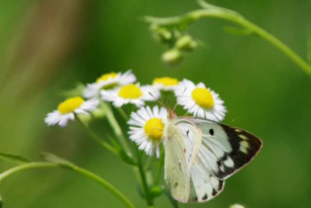 上信／7月の蝶 : 還暦からのネイチャーフォト