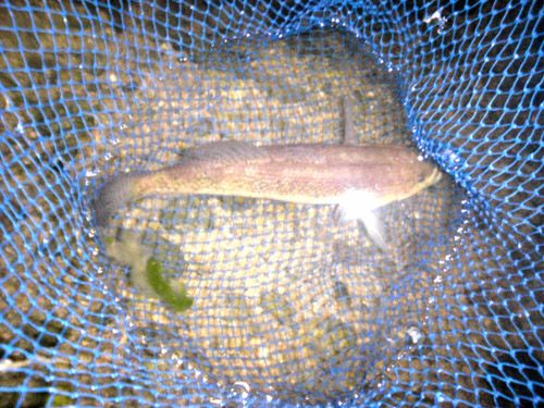 d0144550_12494549.jpg
